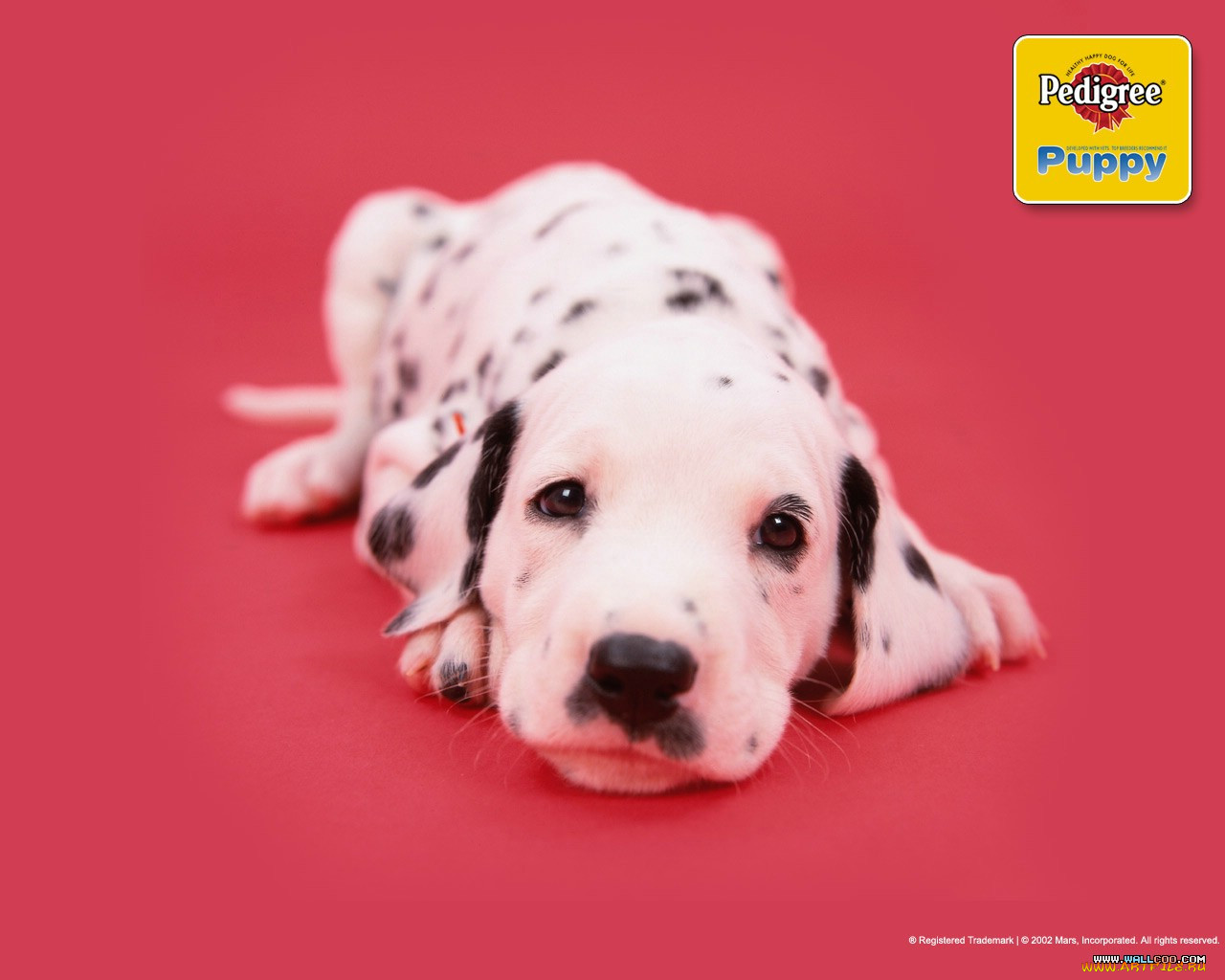 , pedigree